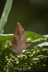 Zeuxidia amethystus amethystus