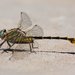 Plains Clubtail - Photo (c) J. N. Stuart, some rights reserved (CC BY-NC-ND)