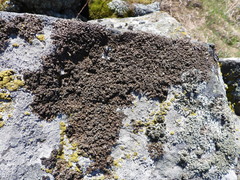 Xanthoparmelia loxodes