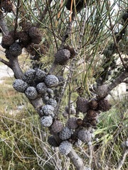 Allocasuarina mackliniana