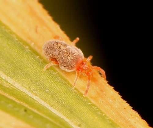 Representative image of Allothrombium fuliginosum