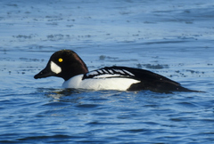 Bucephala clangula × islandica