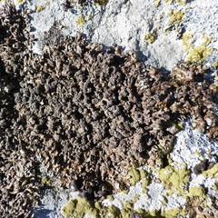 Xanthoparmelia loxodes