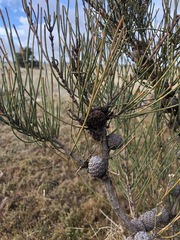 Allocasuarina mackliniana
