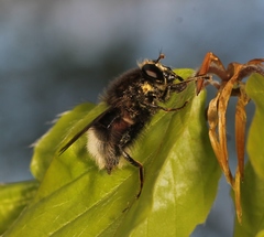 Criorhina ranunculi