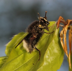 Criorhina ranunculi