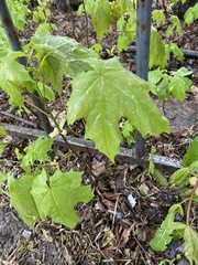 Acer platanoides