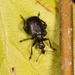 Birch Leaf-rolling Weevil - Photo (c) Marie Lou Legrand, some rights reserved (CC BY-NC), uploaded by Marie Lou Legrand