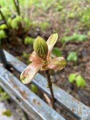 Acer platanoides