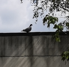 Columba palumbus