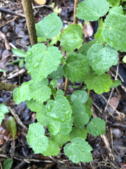 Pavonia lasiopetala
