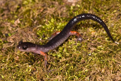 Red-legged Salamander