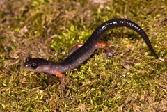 Plethodon shermani