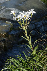 Dolichoglottis scorzoneroides