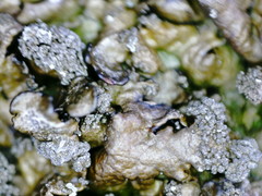 Xanthoparmelia loxodes