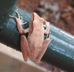 Polypedates leucomystax