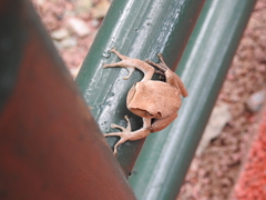 Polypedates leucomystax