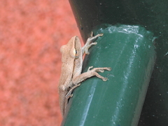 Polypedates leucomystax