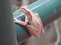 Polypedates leucomystax