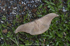 Antheraea roylei