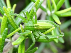 Micrommata virescens