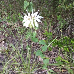 Monarda lindheimeri