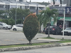 Syzygium myrtifolium