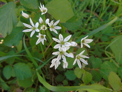 Allium trifoliatum