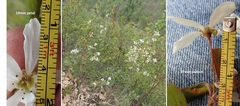 Amelanchier amabilis