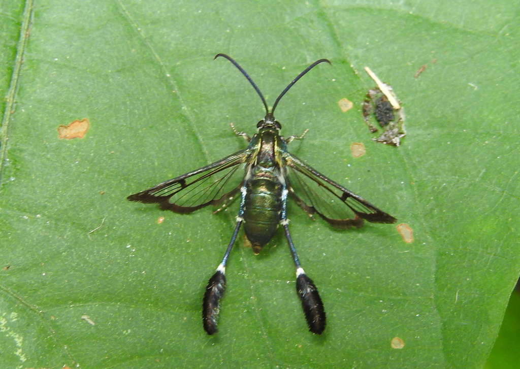 Macrotarsipus