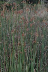 Schoenoplectus scirpoides