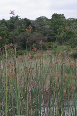 Schoenoplectus scirpoides