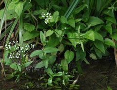 Valeriana dioica