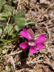 Silene acutifolia