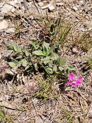 Silene acutifolia