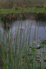 Schoenoplectus scirpoides