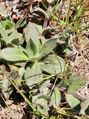 Silene acutifolia