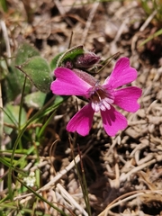 Silene acutifolia