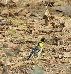 Machlolophus spilonotus