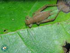Aphonomorphus