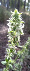 Stachydeae