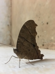 Melanitis leda
