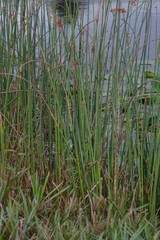 Schoenoplectus scirpoides