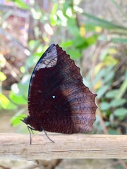 Elymnias hypermnestra