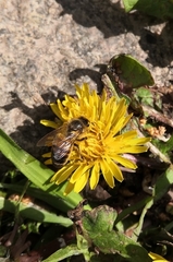 Apis mellifera
