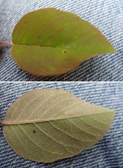 Amelanchier amabilis