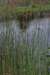 Schoenoplectus scirpoides