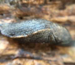 Tandonia budapestensis