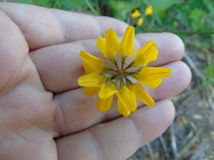 Securigera securidaca