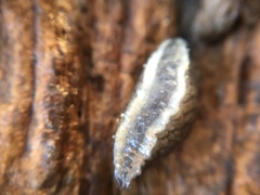 Tandonia budapestensis